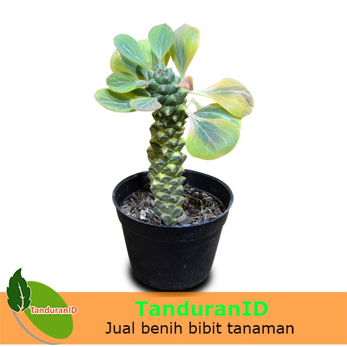 Tanaman Euphorbia Ritchiei Variegata