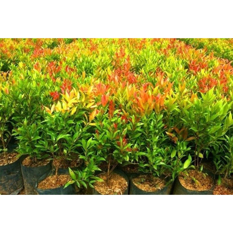 pucuk merah bibit herbal toga pucuk merah