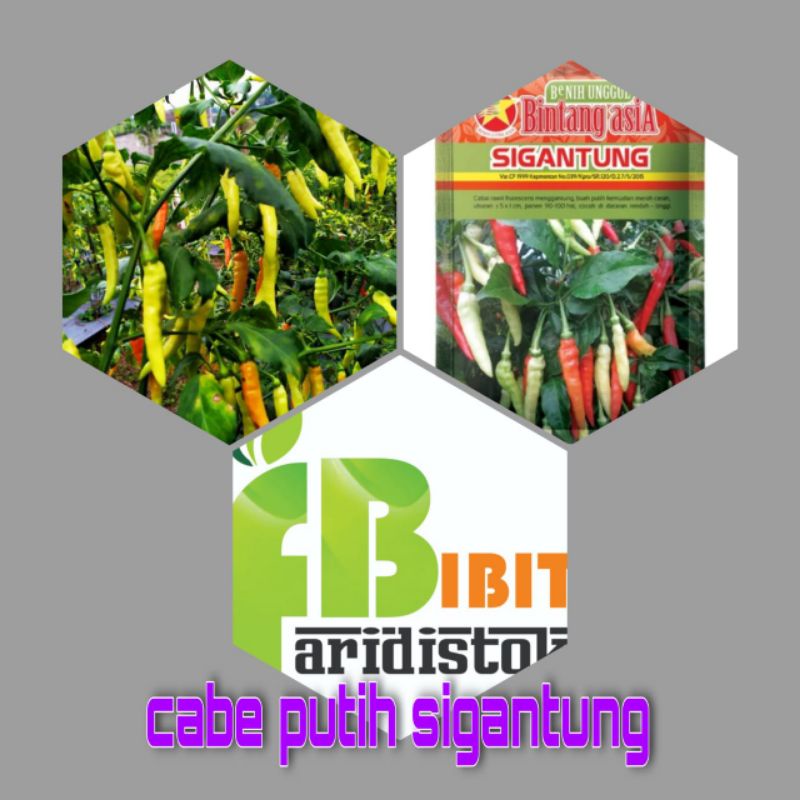 35 biji benih cabe rawit sigantung