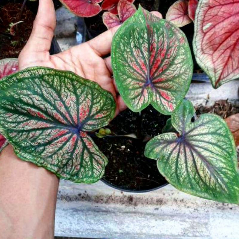 Caladium Srikandi daun ganda ukuran remaja