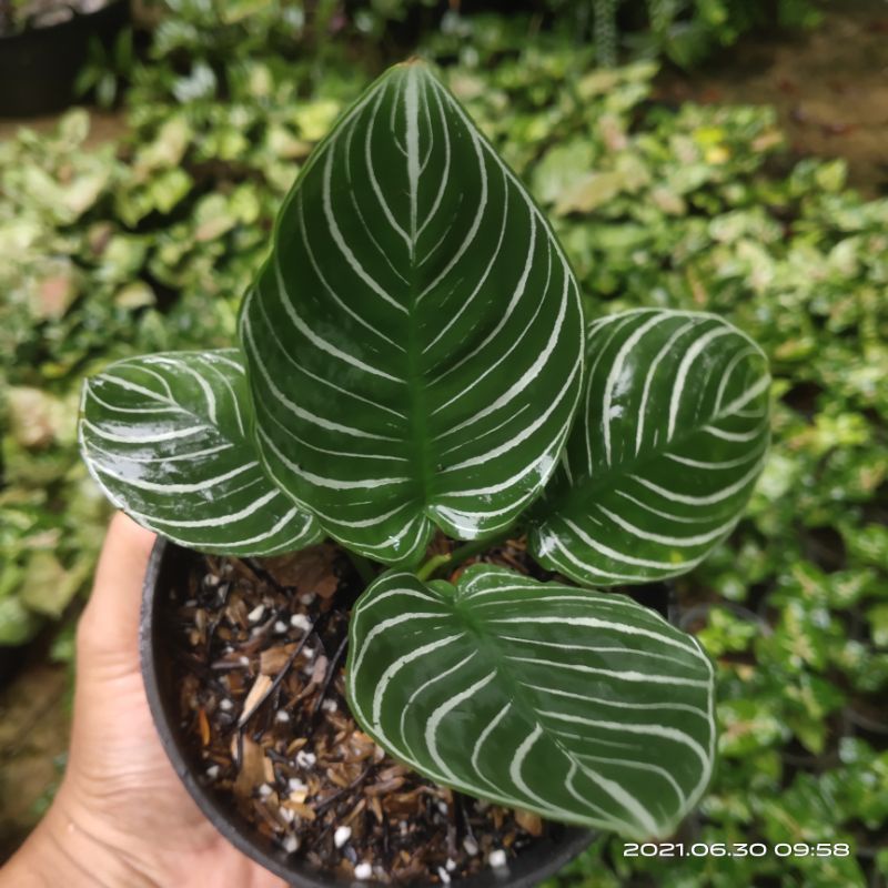 Schismatoglottis Chevron