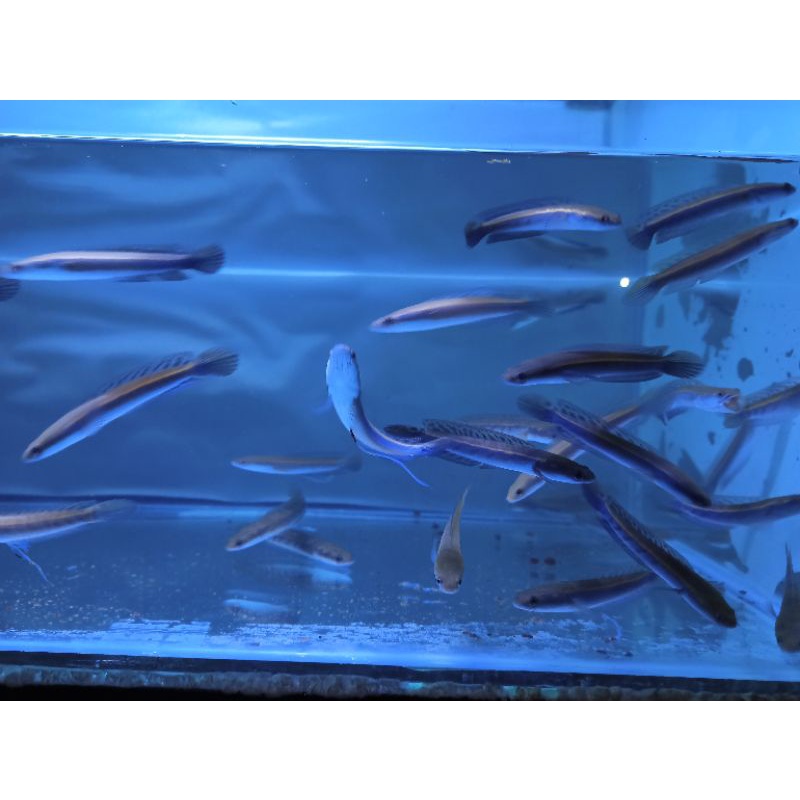 Channa Maru Yellow Sentarum / YS Size 7-8 CM Grade A