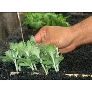 Bibit bunga krisan aster isi 10 pcs | Shopee Indonesia