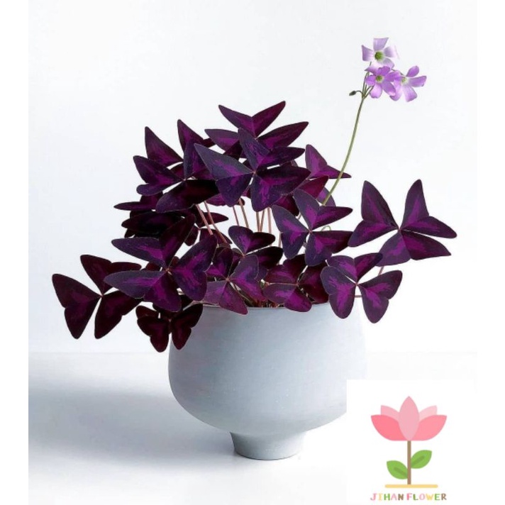 Bunga OXALIS BUTTERFLY