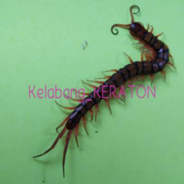 Kelabang pakan arwana Murah Bgt 5-8cm...MINIMAL 10 EKOR