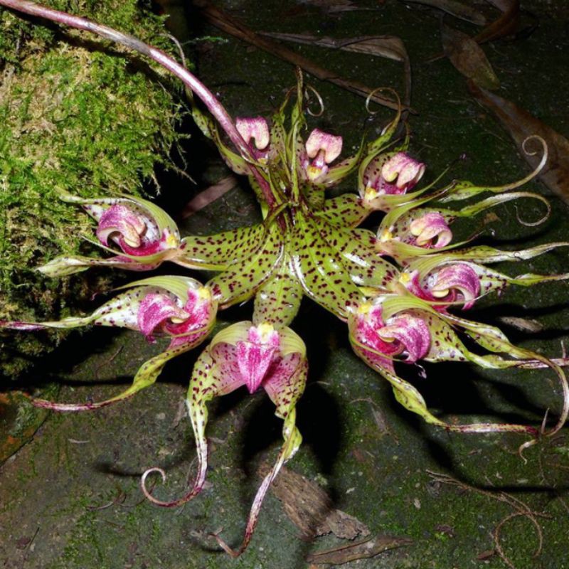 Anggrek Bulbophyllum Binnendijkii / Anggrek Gurita