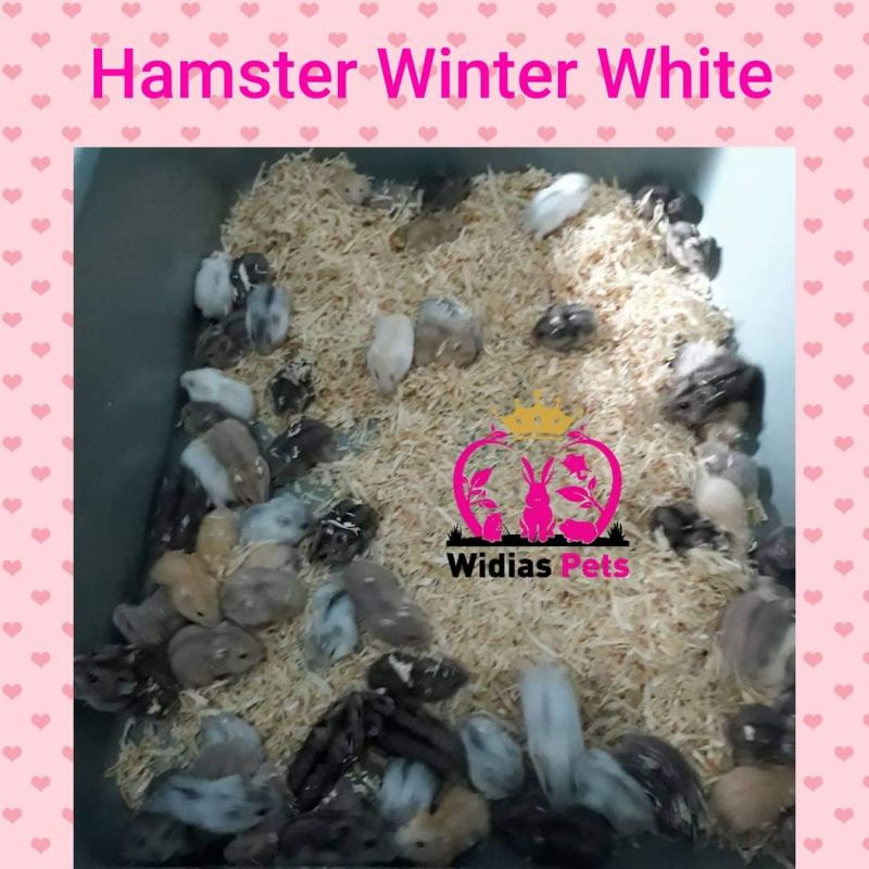 hamster winter white tiger shapir argente GRAB GOJEK