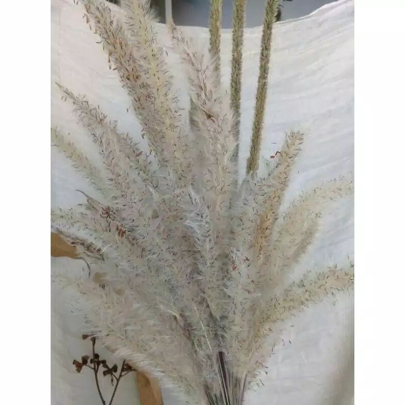 3S STORE putih rustic lalang ilalang kering bunga oson aesthetic dekorasi hadiah buket bouquet