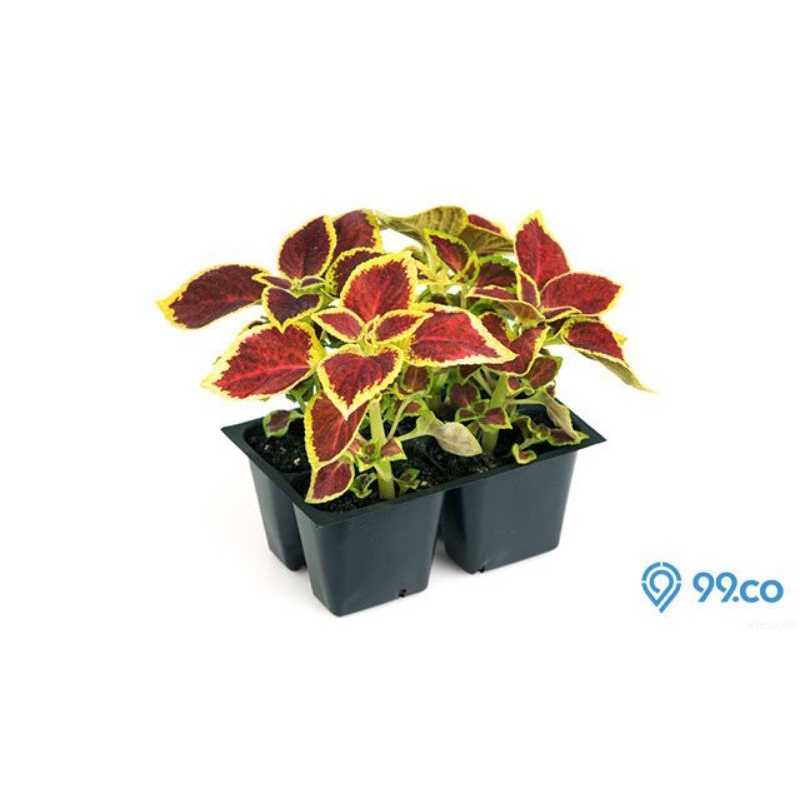 Tanaman Hias Miana/Jawer Kotok