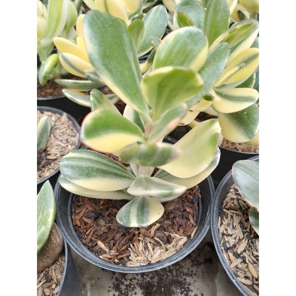 Sukulent Jade plant variegata
