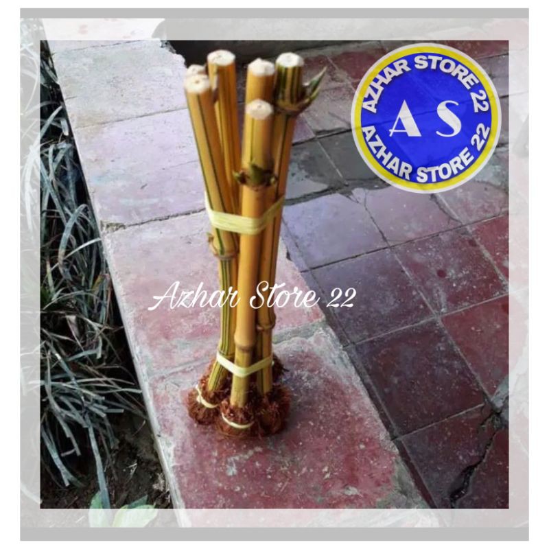 BAMBU AMPEL KUNING (BAMBU HIAS) SERBAGUNA