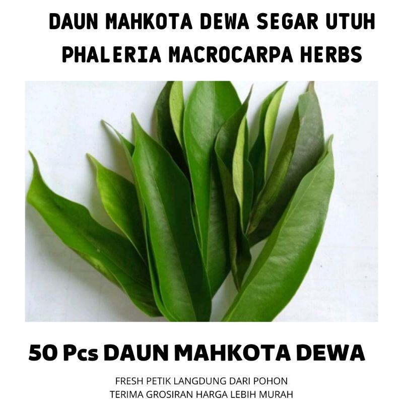 

Daun mahkota dewa (75pcs) segar utuh obat herbal rebus penurun darah tinggi pereda vertigo migrain