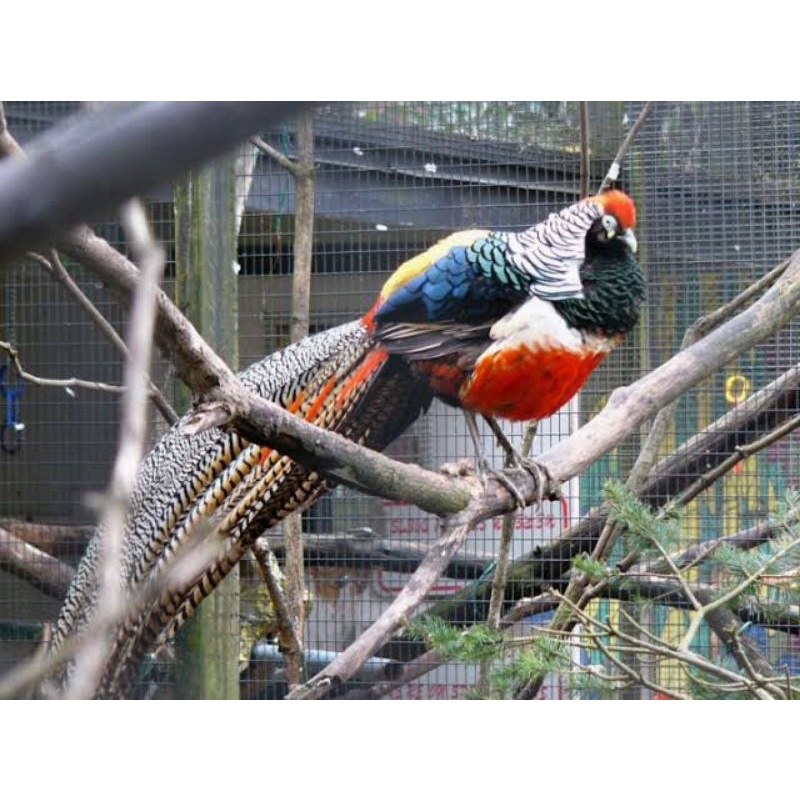 

TELUR AYAM HIAS RINGNECK LADY RED AMHERST PHEASANT FERTIL UNTUK DITETASKAN