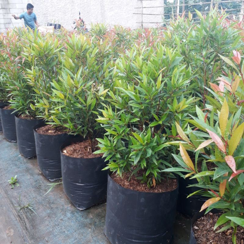 

bibit bunga pucuk merah lebat