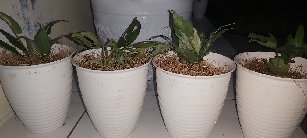 Tanaman Hias Walisongo Varigata Golden