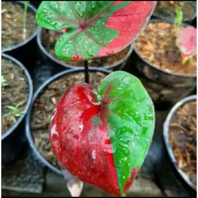 Pohon hias cladium Baret/Pohon hias Talas varigata merah/Cladium varigata Merah murah