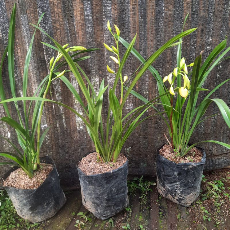 Cymbidium golden boy