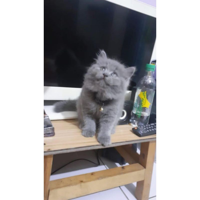 kucing kitten abu solid