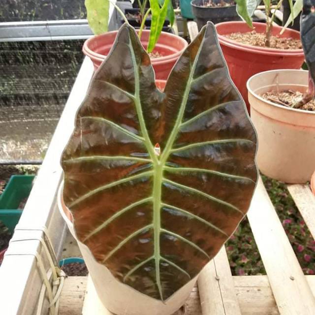 Bonggol Alocasia Sp Sulawesi Shopee Indonesia