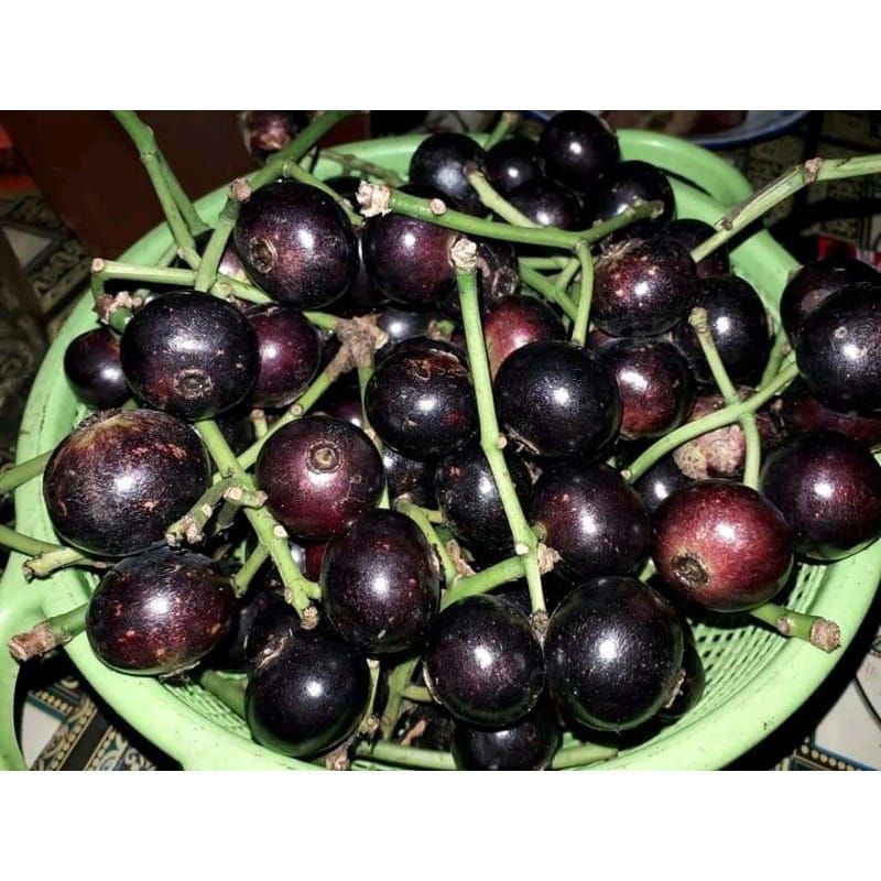 

Buah Gowok,Kupa Gowok segar fres 500 gram