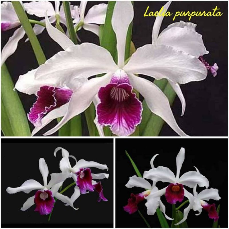 Anggrek cattleya Laelia Purpurata var tipo