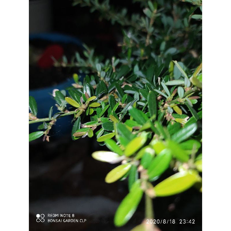 saeng simbur micro vietnam