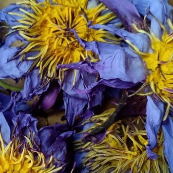 

Grade A. Dried Blue Lotus 100 gr / blue lotus kering / Bunga teratai biru