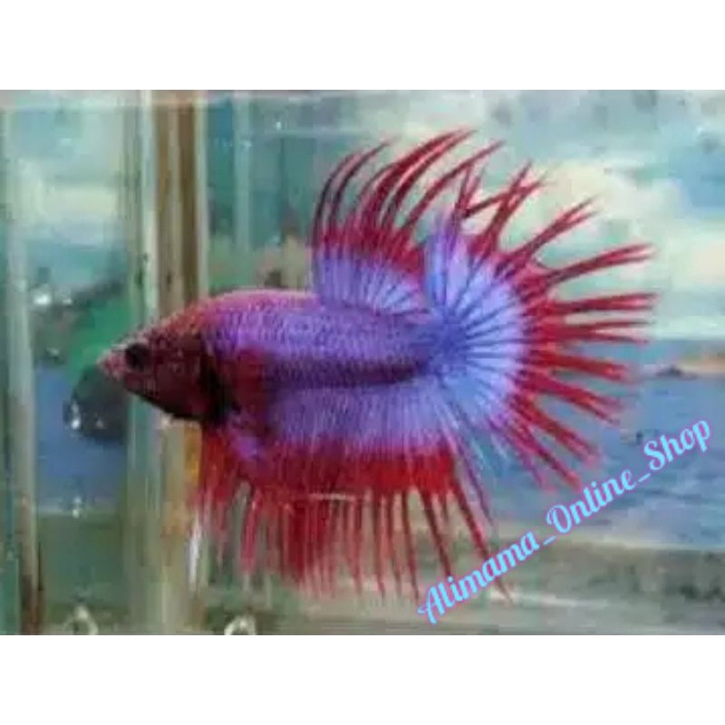 IKAN CUPANG HIAS || JENIS SERIT ||