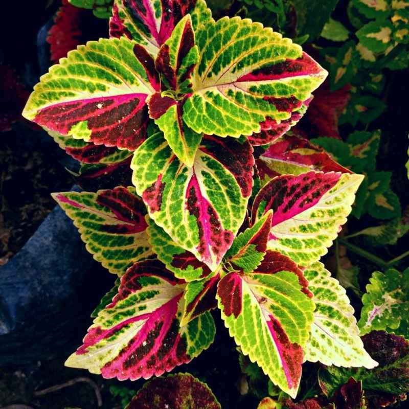 Tanaman Hias Miana Borneo Coleus batik Borneo Cantik Murah