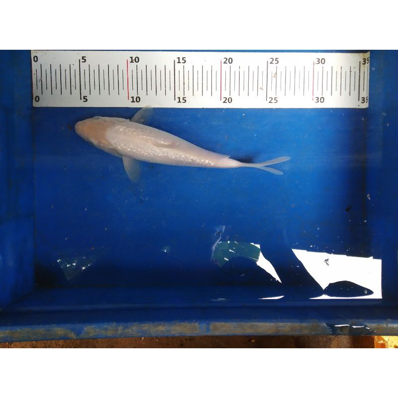 Koi Shiromuji ginrin size 23cm