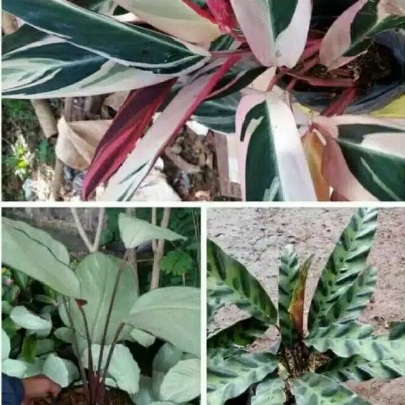 - paket Murmer tanaman hias calatea - tanaman hias. - calatea