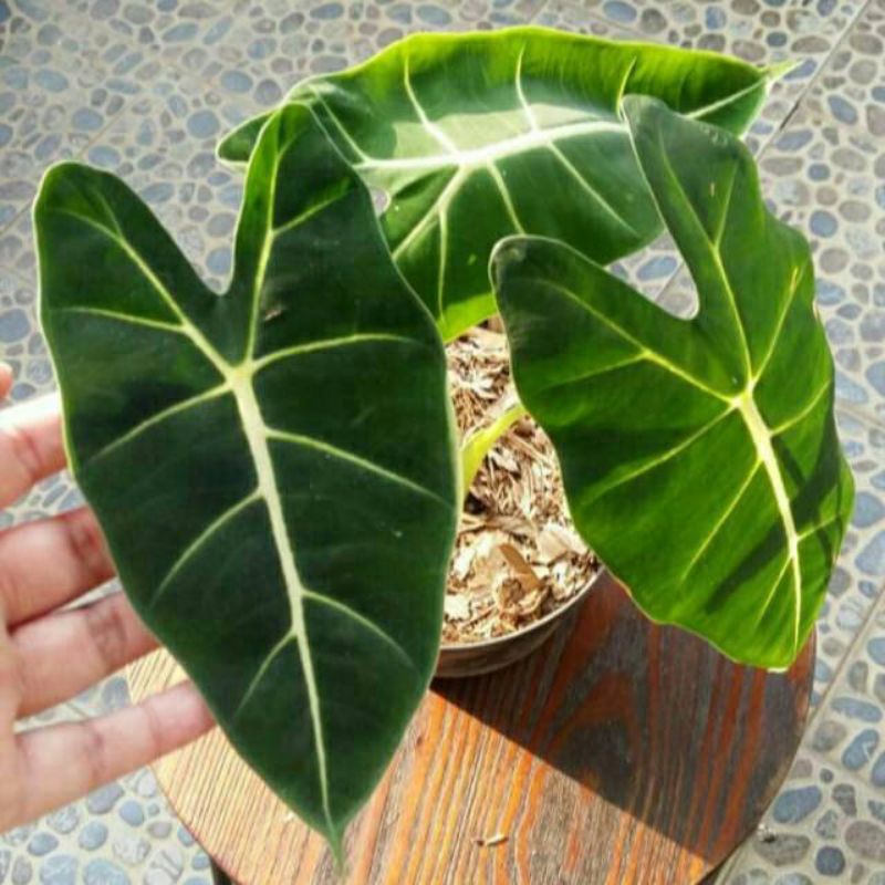 Tanaman Keladi Neon - Tanaman Hias Keladi Neon - Keladi Neon