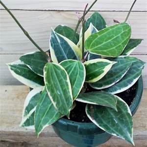 Tanaman Hias Pot Gantung Hoya Macrophylla Variegata