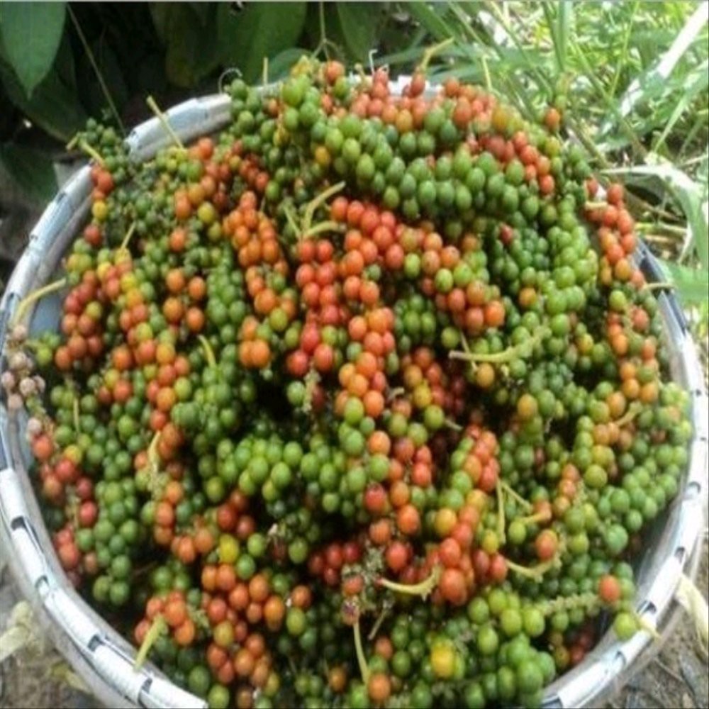 

10 Biji Lada Merah perdu | SULTANFARMER998