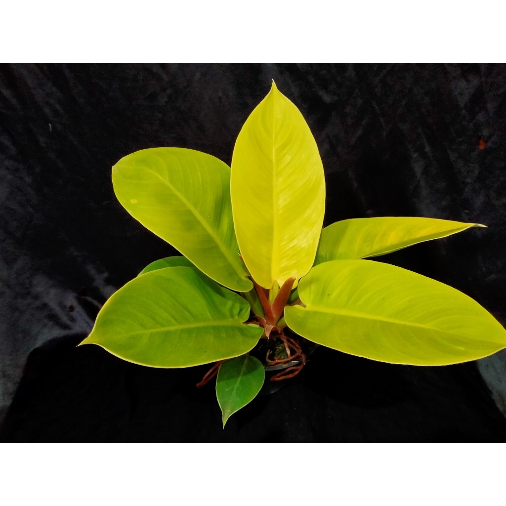 Philodendron orange juice (philodendron prince of orange)