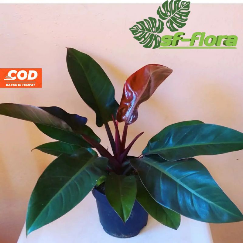rare plant philodendron rojo congo philodendron congo rojo original