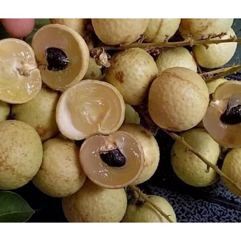 Entres Kelengkeng Matalada super