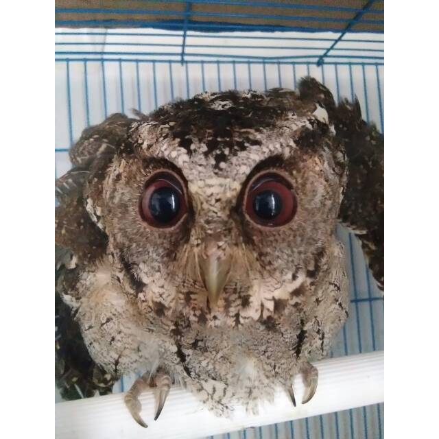 Burung Hantu Wajah Kucing Shopee Indonesia