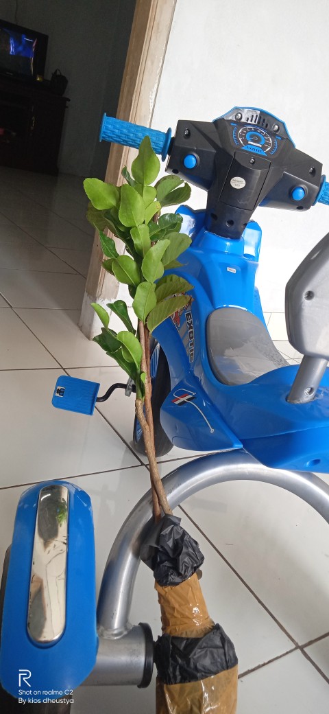 Bibit Buah Jeruk Purut/bumbu