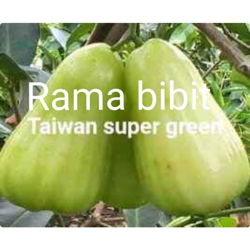 bibit jambu Taiwan super green