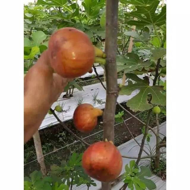 Bibit Buah Tin 70cm Langsung Berbuah (siap berbuah)