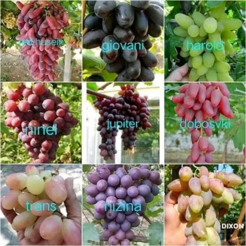 bibit anggur import grafting