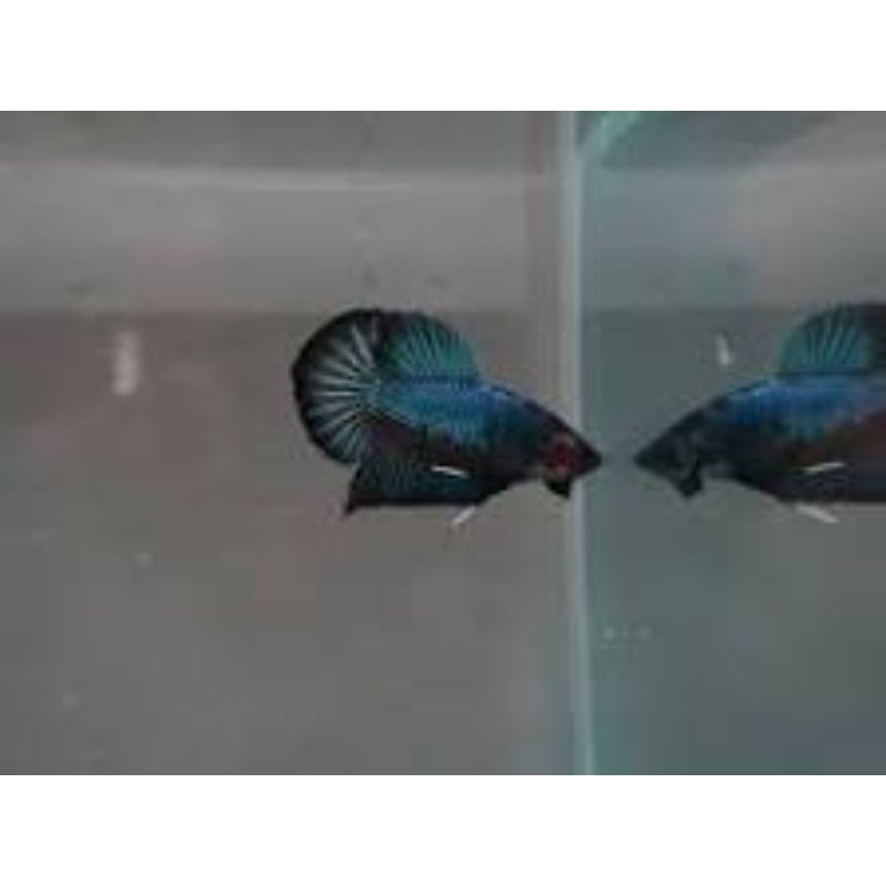 Cupang Plakat besgel