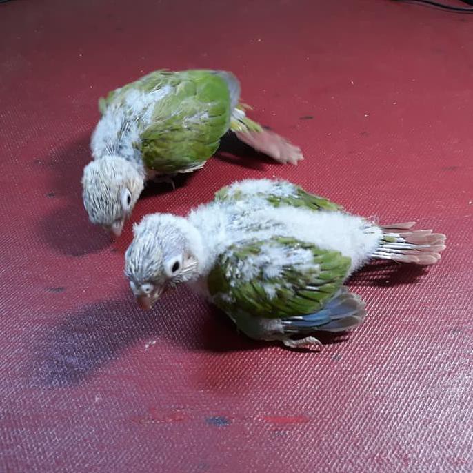 BURUNG PINEAPPLE CONURE / BABY PINEAPPLE CONURE
