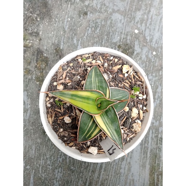 Sansivera Lavranos 23251 varigata