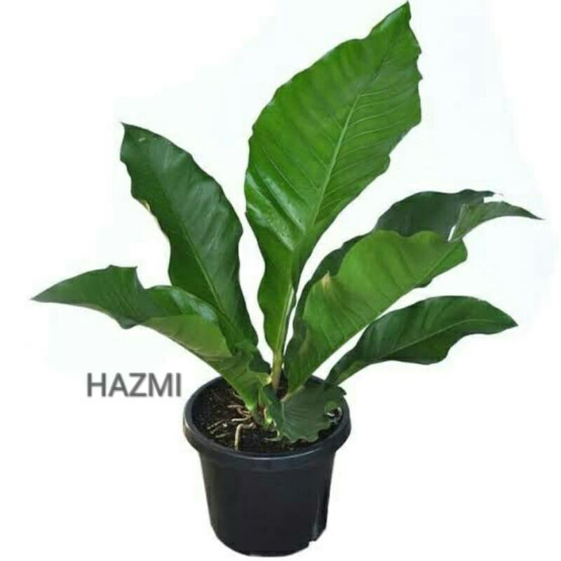 Anthurium hookery , Anthurium hukeri , Anthurium hokeri