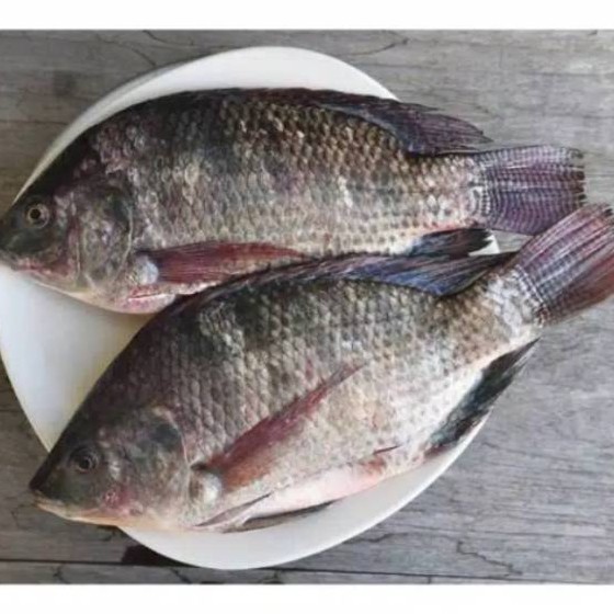 

Ikan mujaer segar fresh