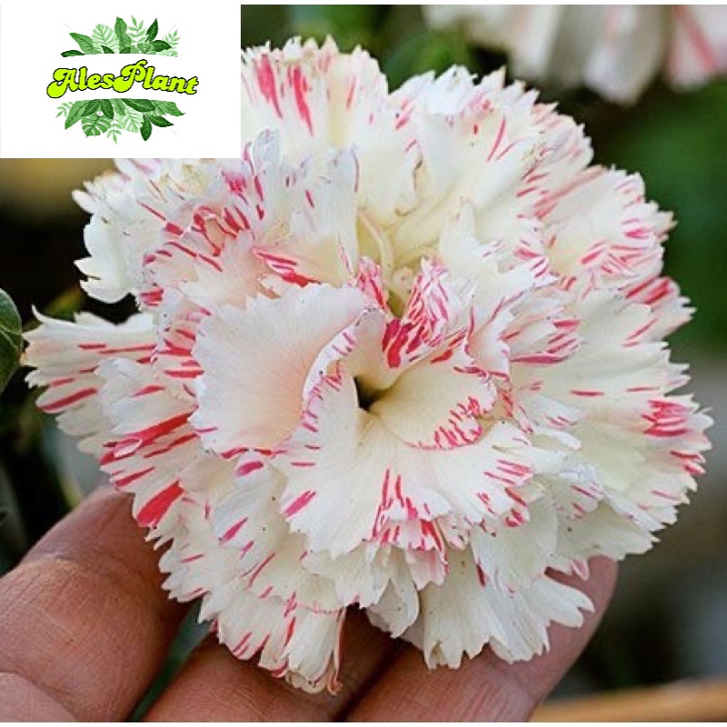 COD Anggrek dendrobium merah delima flower Bunga Anggrek Hidup Tanama Hidup Murah Anggrek