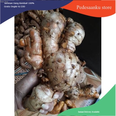 

Terlaris temulawak/koneng gede/kunyit/temulawak segar 1kg COD