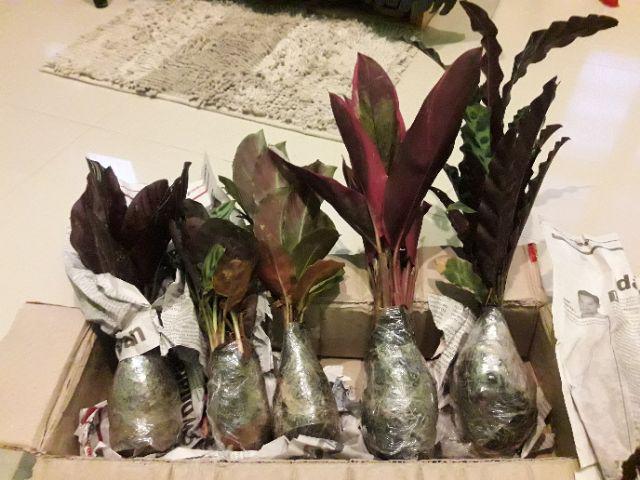 Tanaman Hias Calathea Amabilis /makoyana